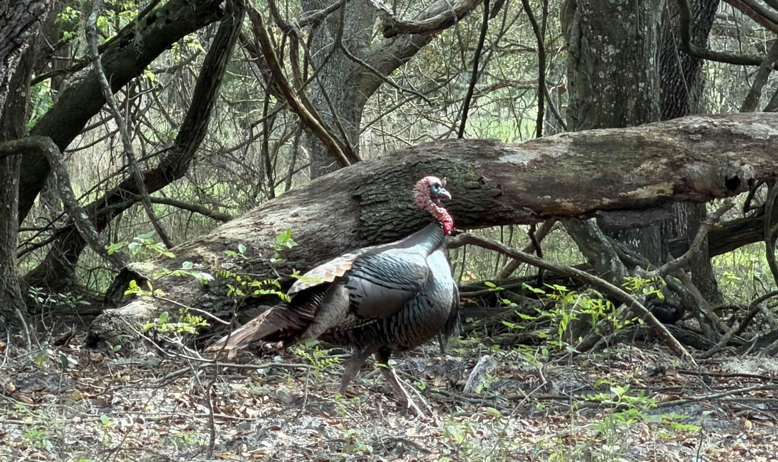 Wild turkey walking on a forest floor with fallen tree and dense woodland vegetation in the background.