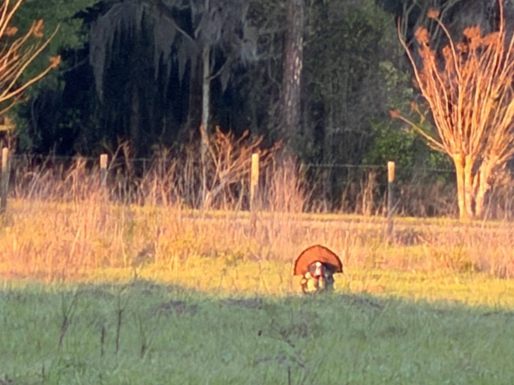 Wild turkey with tail feathers fanned strutting in a grassy field during golden sunrise light.